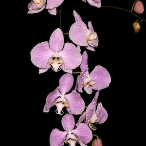 Phalaenopsis Sanderiana 'Silver Leaves' - Rare Species (2.5" Small Plants)