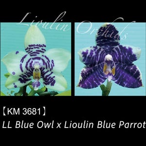 Phal. LL Blue Owl x Phal. Lioulin Blue Parrot - 1.7" Seed Grown