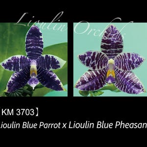 Phal. Lioulin Blue Parrot x Phal. Lioulin Blue Pheasant - 1.7" Seed Grown