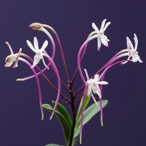 Vanda Falcata &#39;Oiran&#39; Division