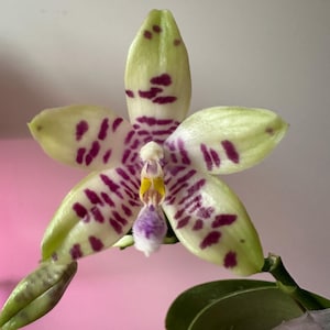 Phal. LL Blue Owl x Phal. Lioulin Blue Peacock (Very Nice Flower Shape and Fragrance 2.5") - Exact Plant/Bloom in Photos