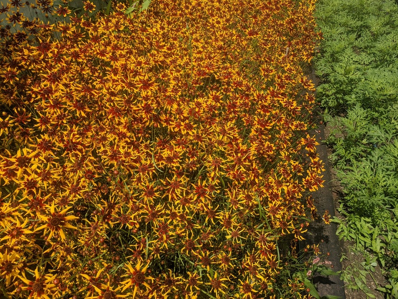 mardi gras coreopsis