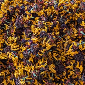 mardi gras coreopsis