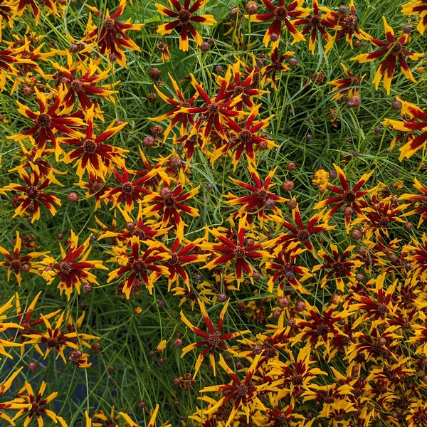 Dried Mardi Gras Coreopsis Flowers - For Dye and Ecoprint.