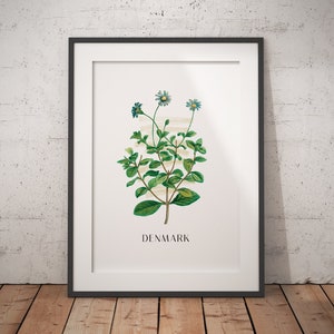 Denmark Blue Marguerite Daisy Flower Poster - Premium Matte Paper