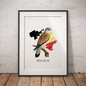 Gheppio comune Belgio - Uccelli del mondo - Poster classico in carta opaca