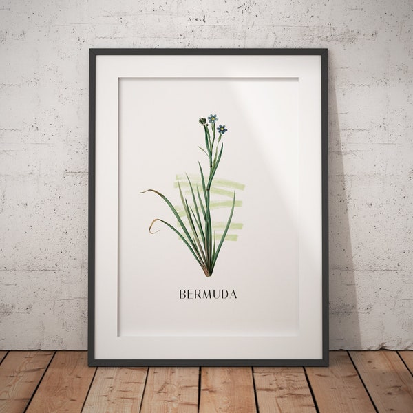 Bermuda Blue-Eyed Grass Flower Poster - Premium Matte Paper