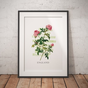 Póster de flores rosas de Inglaterra - Papel mate premium
