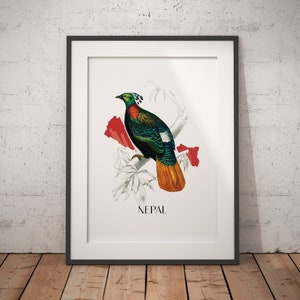Himalayan Monal Nepal - Aves del mundo - Póster clásico de papel mate