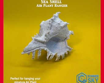 Sea Shell Air Plant Hanger