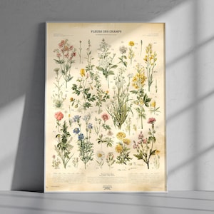 Op de afbeelding: Een ingelijste botanische print met een verzameling verschillende wilde bloemen. De print toont gedetailleerde illustraties van verschillende bloemsoorten, met een vintage esthetiek. De titel "FLEURS DES CHAMPS" staat bovenaan.