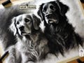 Pet portrait drawing/Charcoal pet drawing/Custom portrait/Charcoal dog portrait/Custom dog art/Sheppard portrait/Custom dog/Animal drawing