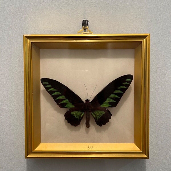 Framed Preserved Real Trogonoptera brookiana birdwing butterfly