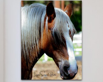 May include: A photographic print featuring a close-up profile of a brown horse with a long, light-colored mane and a white blaze on its face. The text Lynn Scapes Prints is visible in black script at the bottom of the rectangular image.