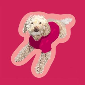 May include: A white dog wearing a pink sweater, sitting on a pink background.
