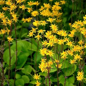 May include: A field of bright yellow wildflowers with multiple petals, set against a backdrop of green foliage. The flowers are in full bloom, with dark stems and leaves. The image captures the natural beauty of the plants.