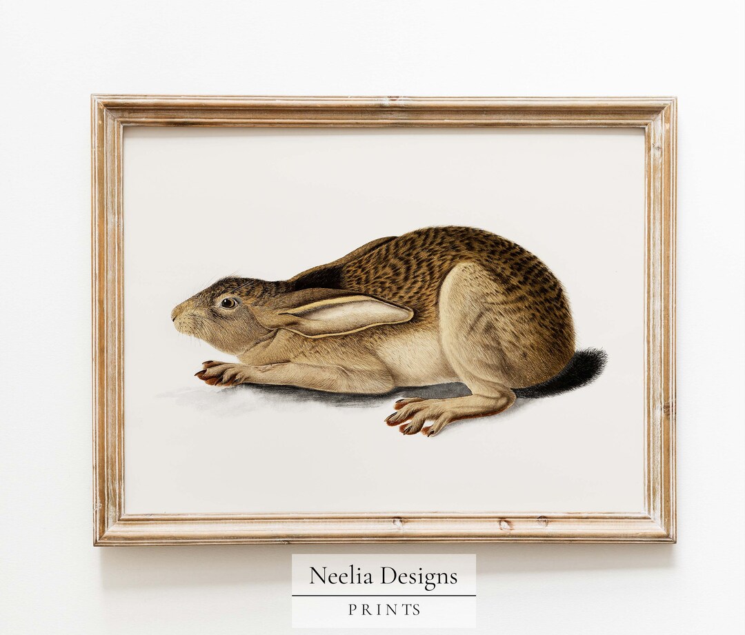 Posed Rabbit Anatomical Drawing | Vintage Painting | Digital Print Wall ...