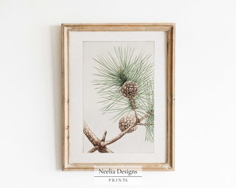 Evergreen Branch with Pinecones | Vintage Painting | Digital Print Wall Decor | PRINTABLE | 160