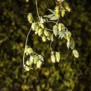 Hop Photo