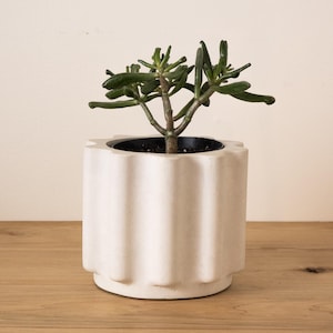 May include: A small green succulent plant with tubular leaves planted in a white cylindrical ceramic pot. The pot features a vertical fluted or ribbed texture along its exterior surface and a smooth, flat base. The plant is centered in the pot.