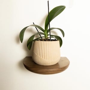 May include: A small potted plant with green leaves and black stems sits on a half-circle wooden shelf. The beige pot has vertical ribbed detailing. The shelf is mounted on a white wall.