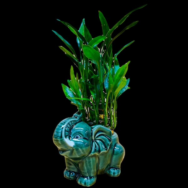 Live Lucky Bamboo Two Tier Plant in Elephant Ceramic Vase
