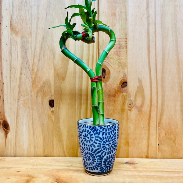 Live Lucky Bamboo Plant Heart Shape in Ceramic Cup