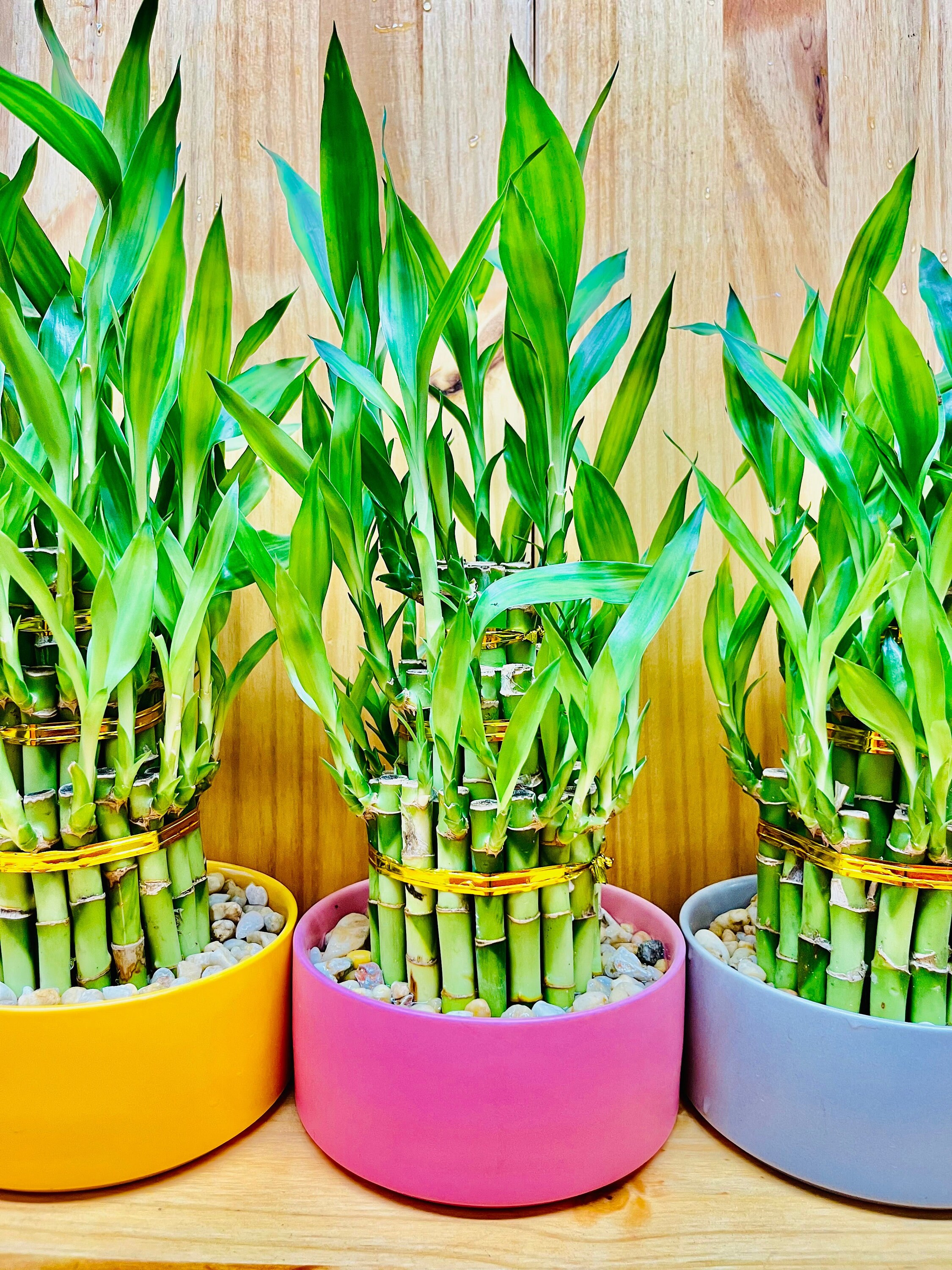 Lucky Bamboo Three Tier in Ceramic Vase Etsy