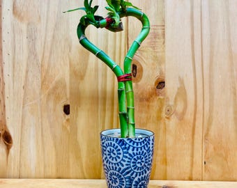 Live Lucky Bamboo Plant Heart Shape in Ceramic Cup
