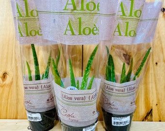 Aloe Vera 4" Live Plant Three Pack