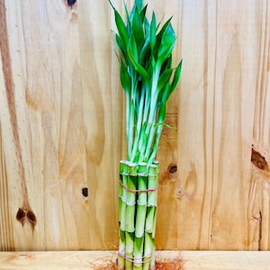 Live Lucky Bamboo Plants 8” Straight Stems