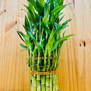 Lucky Bamboo Tower 3 Tier Arrangement