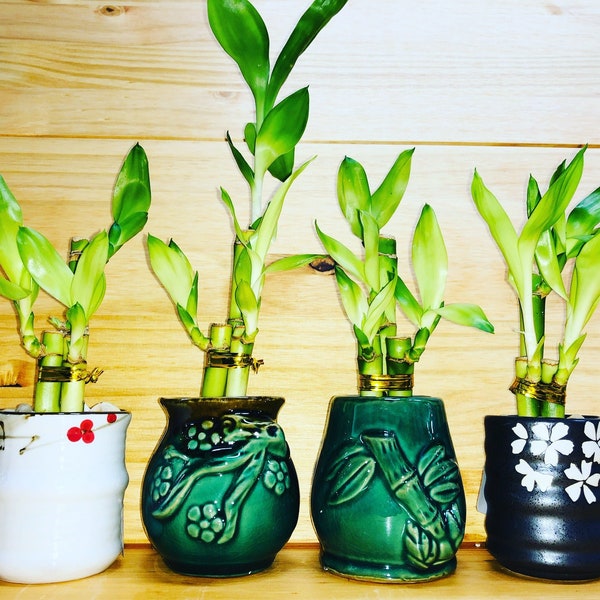 Lucky Bamboo 4”4”6” in Ceramic Vase