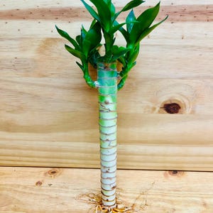 Lucky Lotus Bamboo One 8” Stem