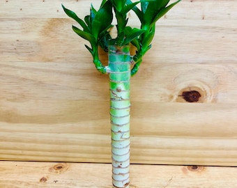 Lucky Lotus Bamboo One 8” Stem