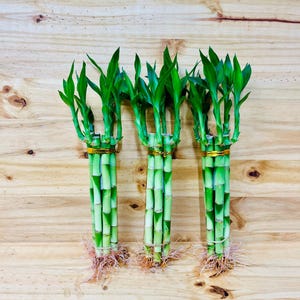 8” Lucky Bamboo Plants 5 Stem Arrangements
