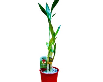 Lucky Bamboo 6”6”8” Red Metal Holiday Pot with Heart Design includes Marble Rock Chips