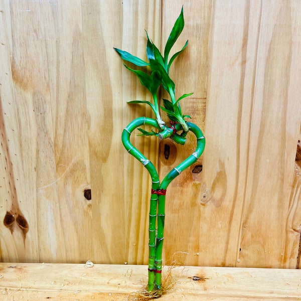 Live Lucky Bamboo 10” Heart Shape Bamboo Plant