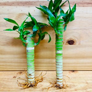 Lucky Lotus Bamboo One 8” & One 6” Stem