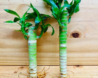 Lucky Lotus Bamboo One 8” & One 6” Stem