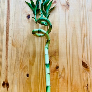 Live Lucky Bamboo 12” Spiral Shape Bamboo Plant
