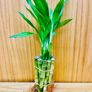 Live Lucky Bamboo 4” Stems