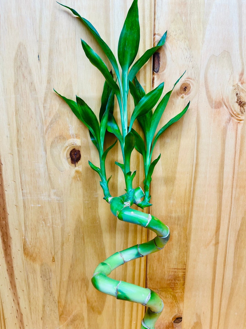 Live Lucky Bamboo 12” Spiral Shape Bamboo Plant