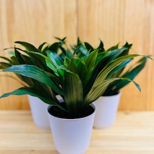 Janet Craig 4&quot; includes White Cover Pot