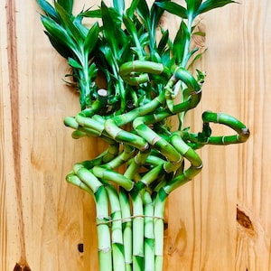 Live Lucky Bamboo 12” Spiral Shape Bamboo Plant