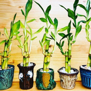 Lucky Bamboo 6”6”8” in Premium Ceramic Vase