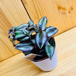 Wandering Jew Plant 4&quot; includes White Cover Pot