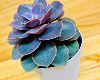 Echeveria Succulent 4" includes White Cover Pot