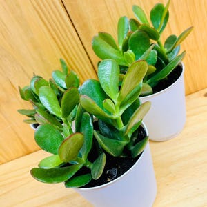 Jade Plant 4&quot; includes White Cover Pot