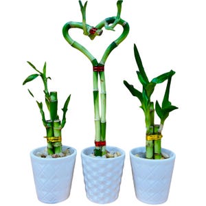 3 Pack Live Lucky Bamboo Heart Shape in Ceramic Vases